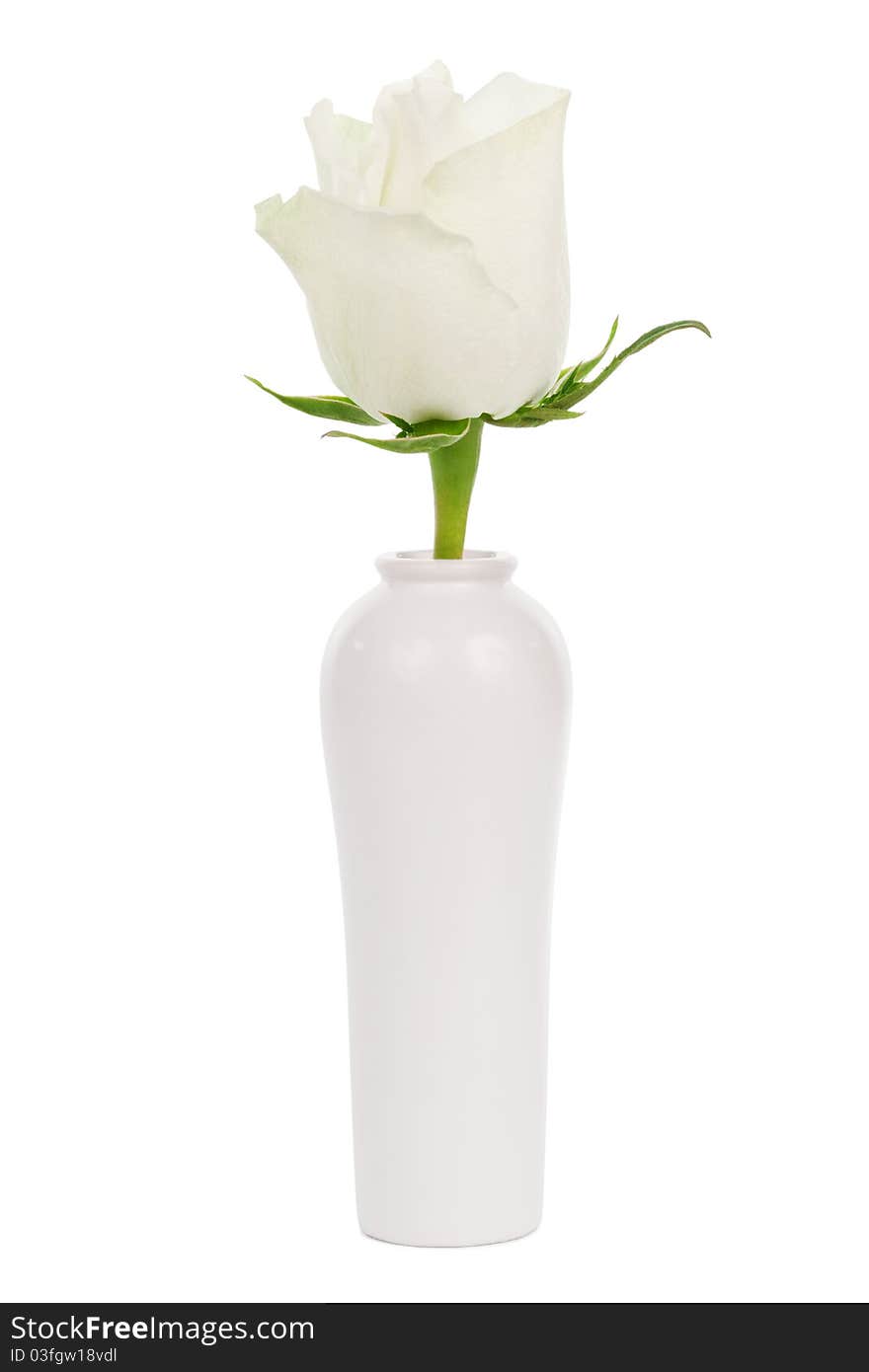 White rose in a vase on a white background