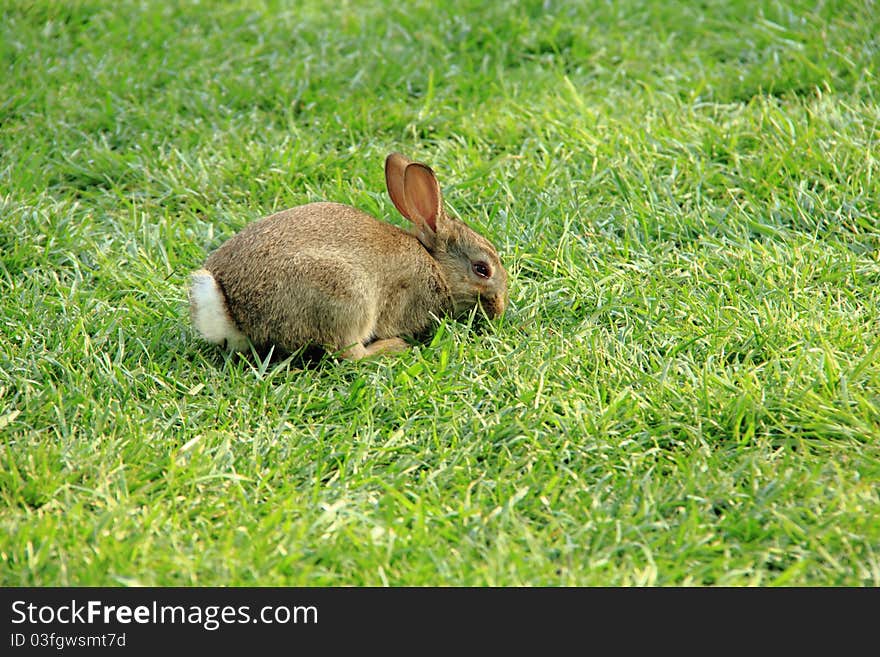 Rabbit in the sitting on the grass