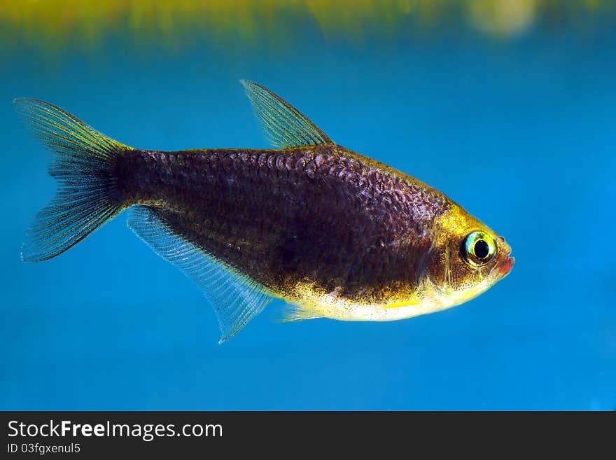 Royal black tetra with green eyes in aquarium (Nematobrycon palmeri)