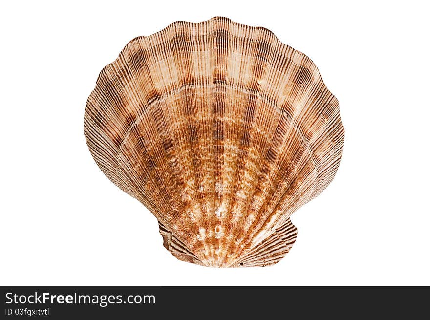 Scallop seashell