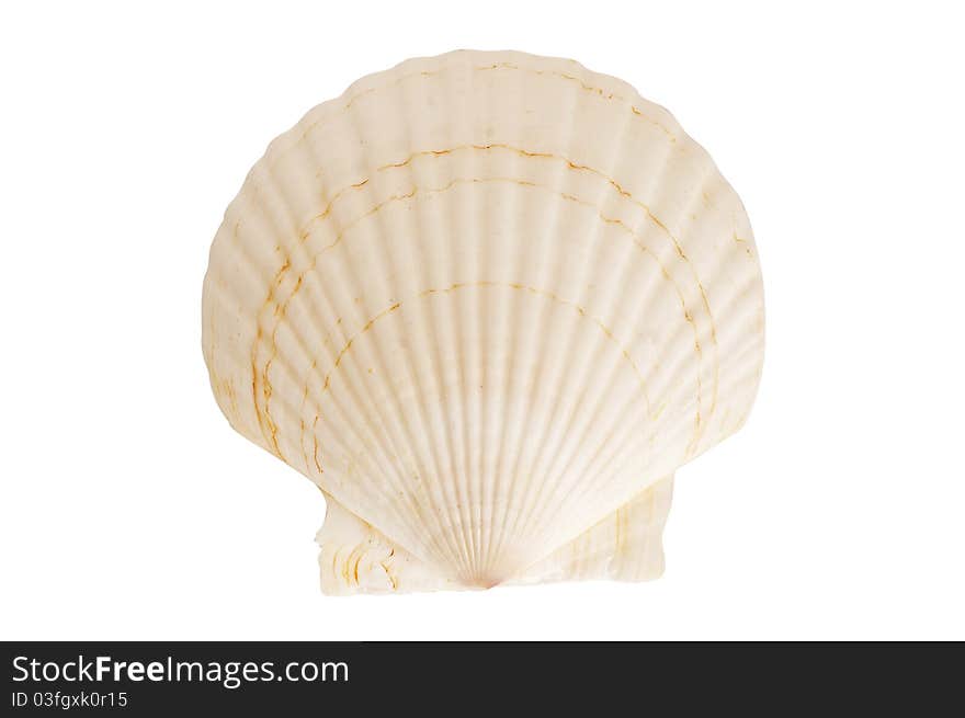 Scallop seashell