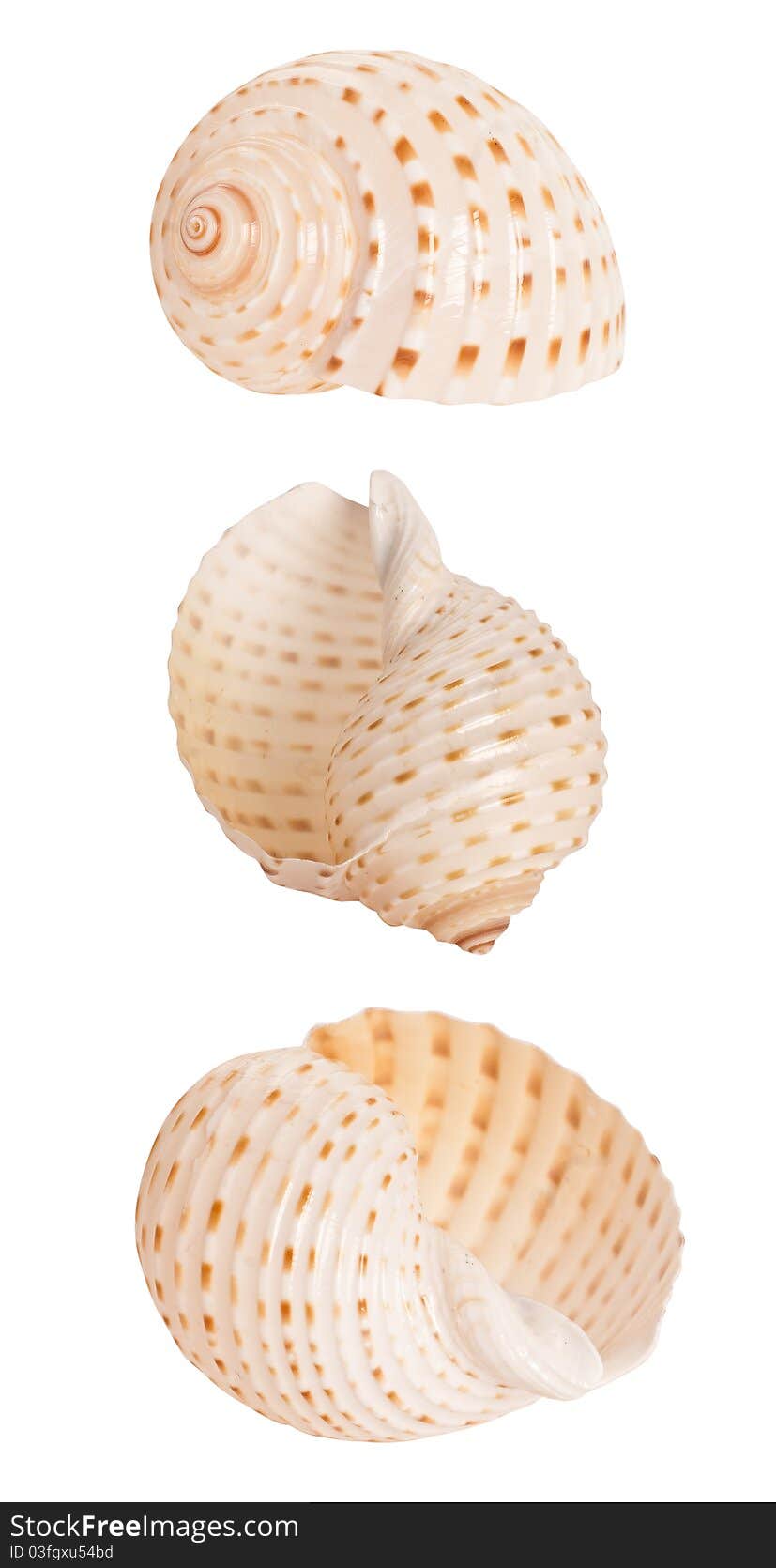 Spiral seashell isolated on white background