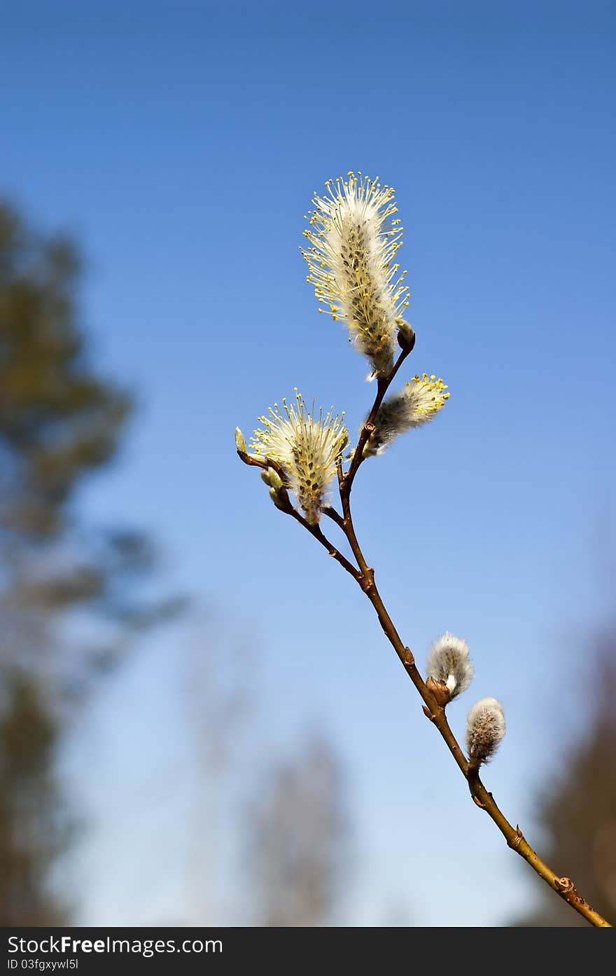 Twig Of Pussy Willow