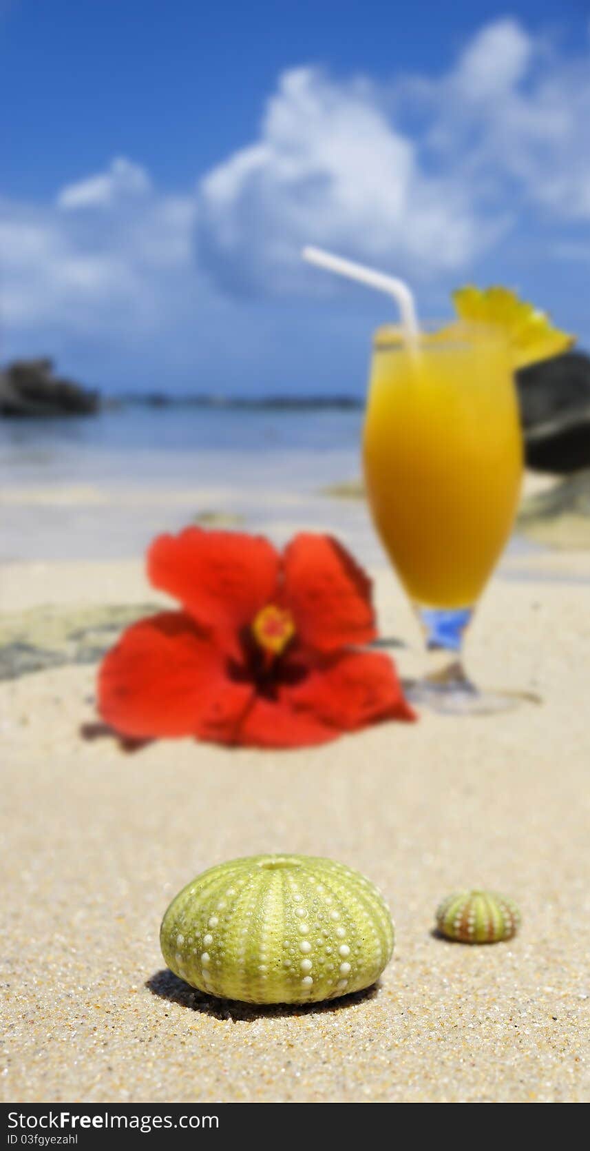 Sea urchin shells on the beach with a fresh fruit cocktail in the background