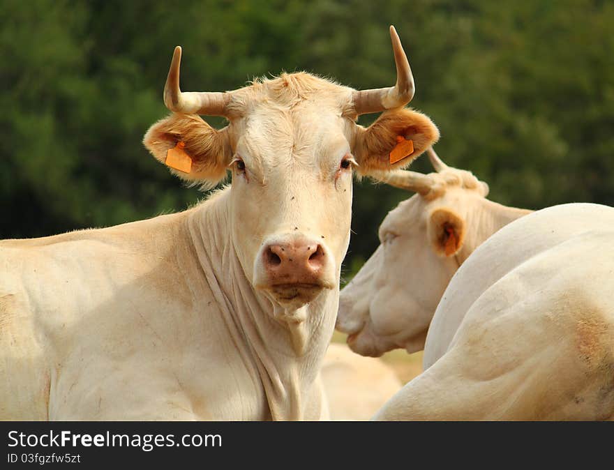 White Bull On  Feast