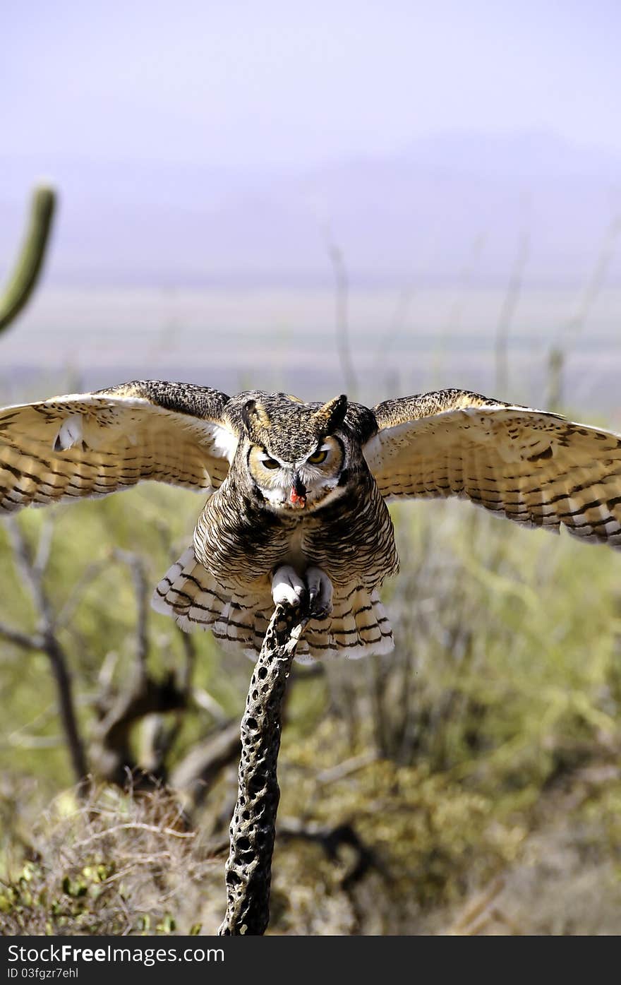 Great Horned Owl