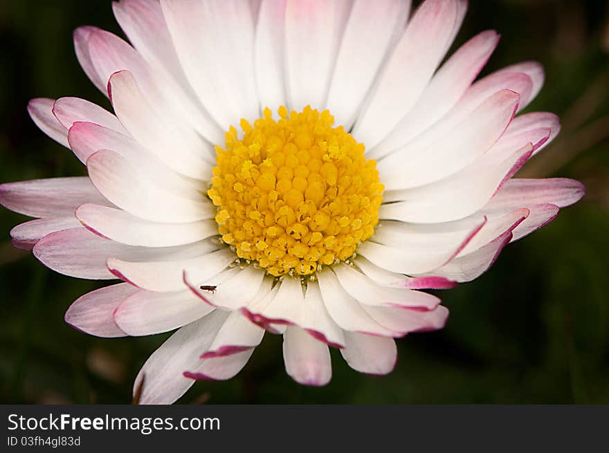 Daisy macro