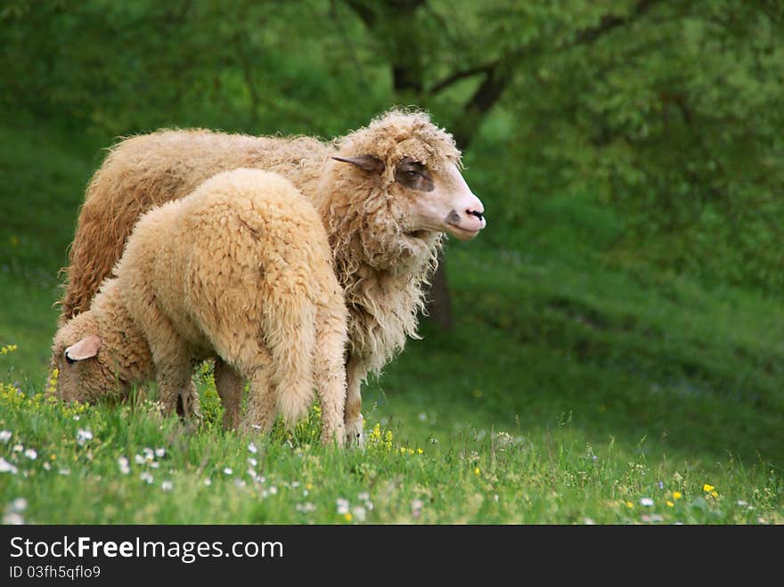 Two sheep photographed in a meadow to graze on grass. Increased sheep's mom. Less sheep was young. Two sheep photographed in a meadow to graze on grass. Increased sheep's mom. Less sheep was young.