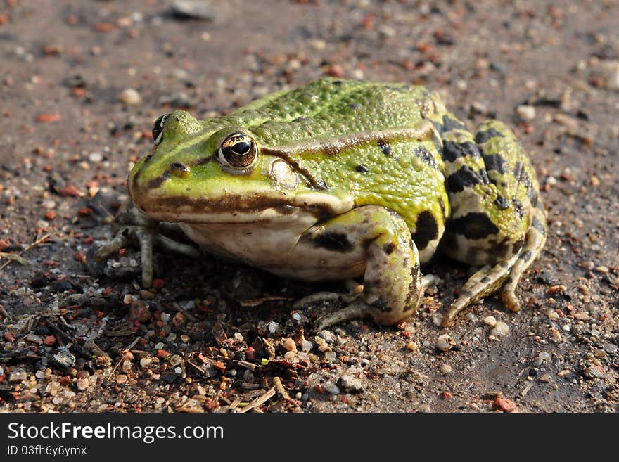 Green frog