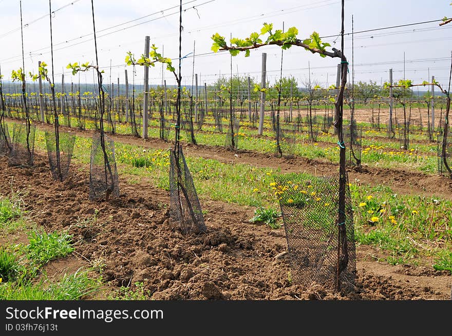 Young Grape Vineyard