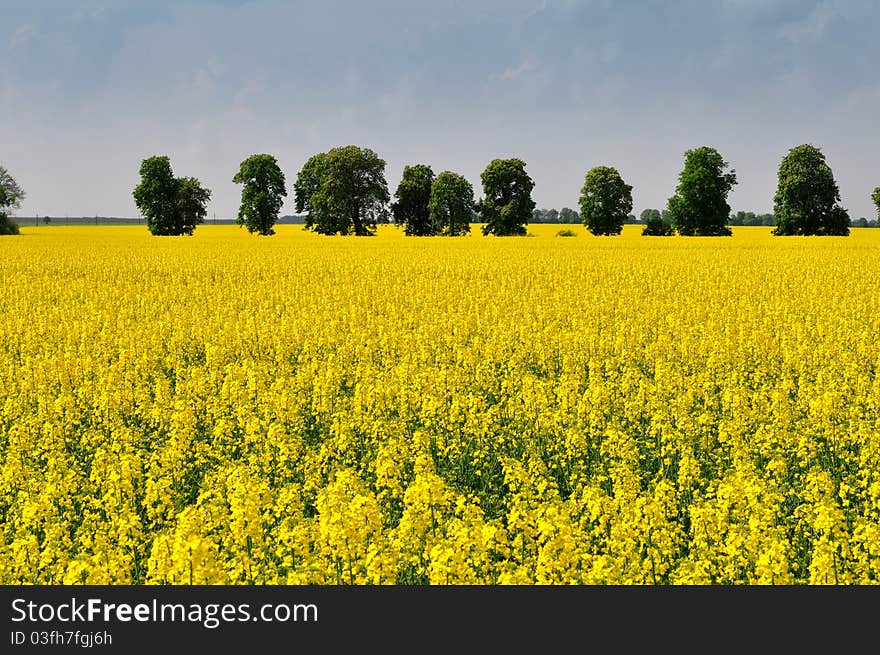 Tree and field with rape