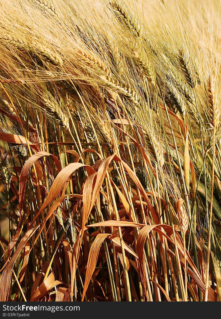 Picture of ears wheat for design. Picture of ears wheat for design