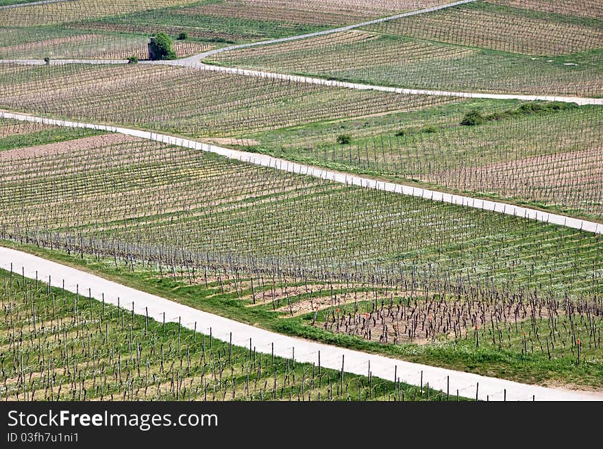 Vineyards, Germany