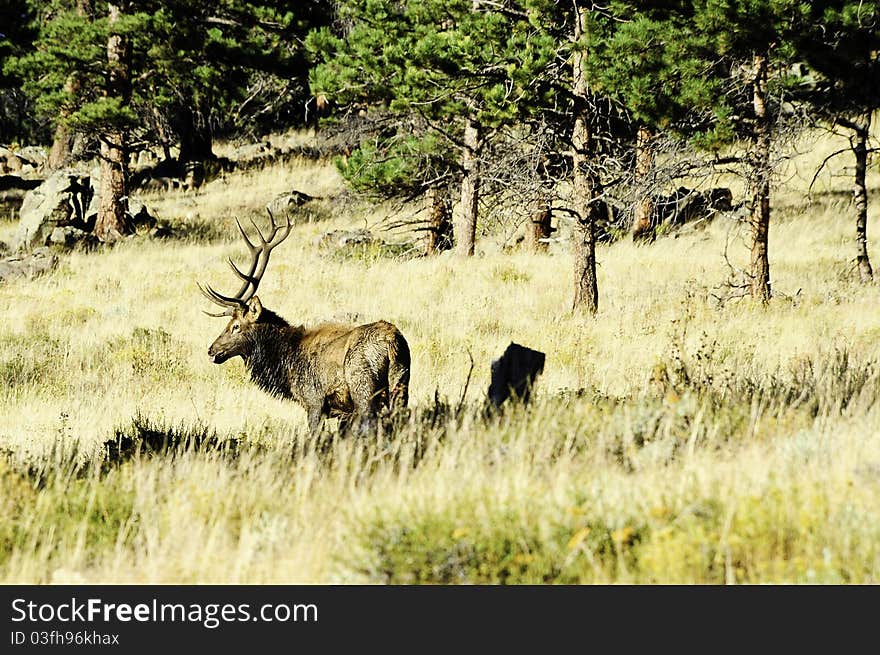 Elk