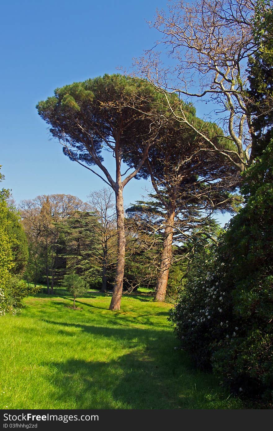 Background with green tree and blue sky