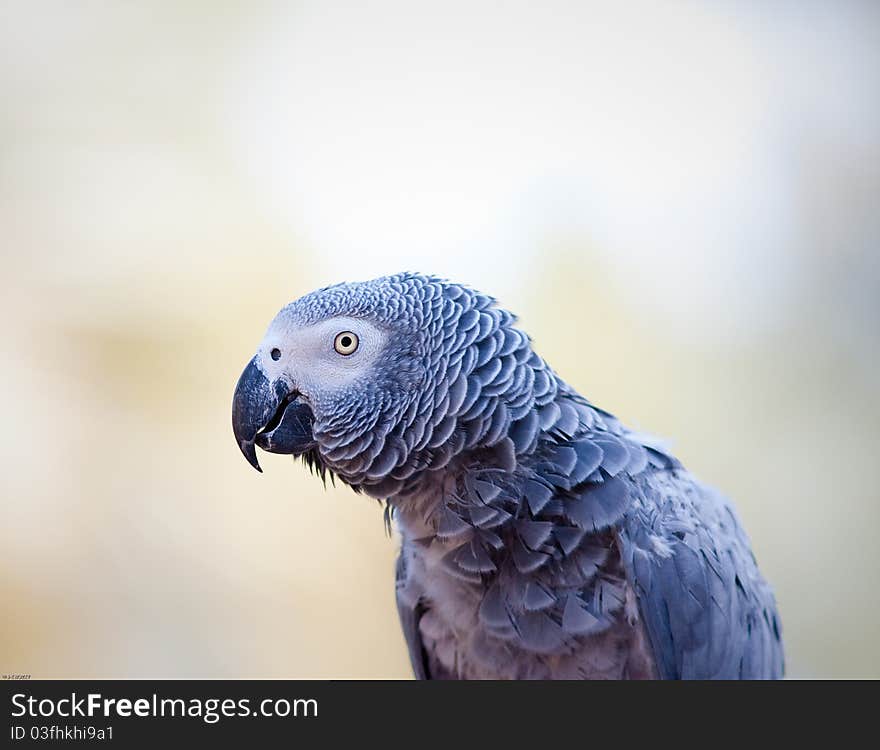 African Grey Parrot