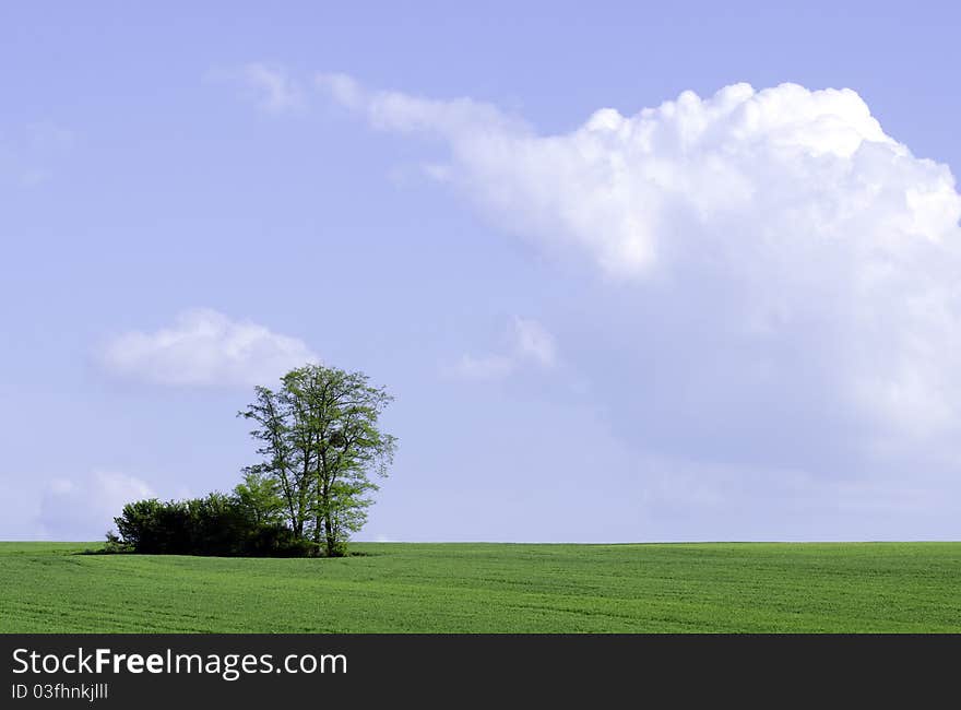 Tree and meadow and cloudy sky. Tree and meadow and cloudy sky