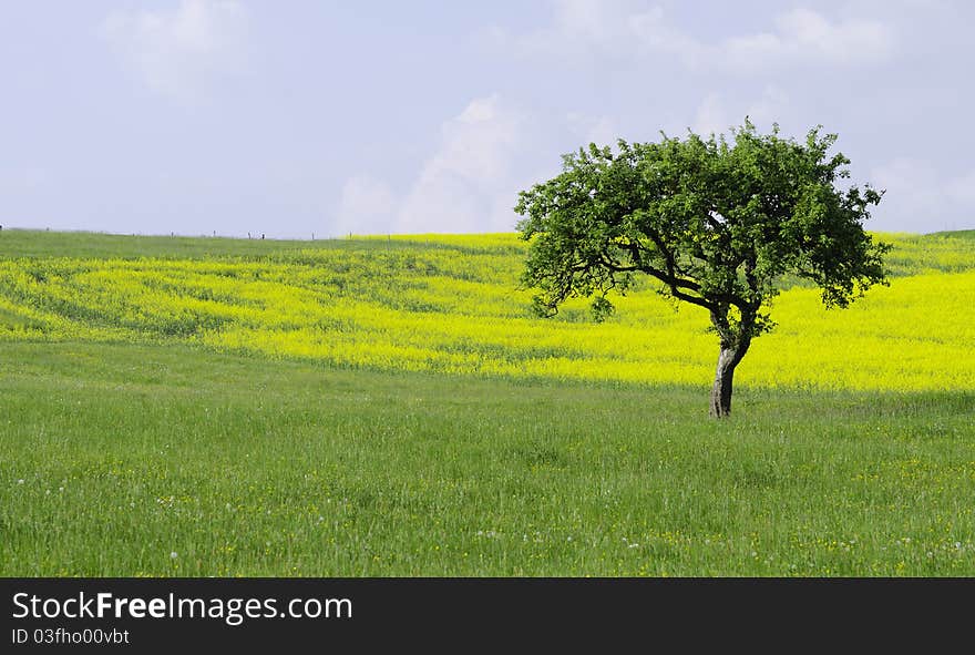 Country Landscape