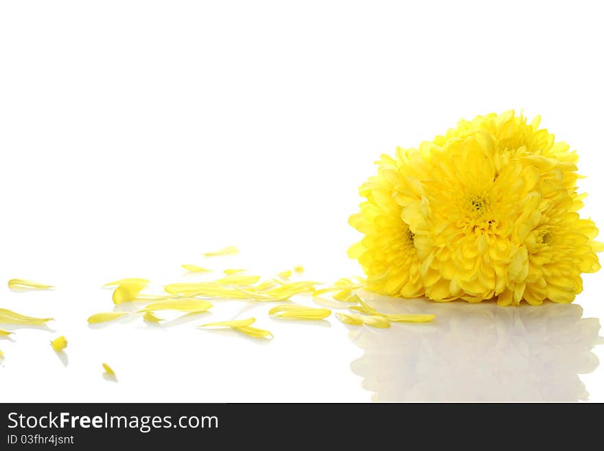 Yellow chrysanthemums isolated on a white background