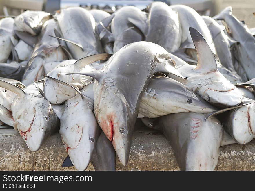 Sharks,fish Market, Dubai