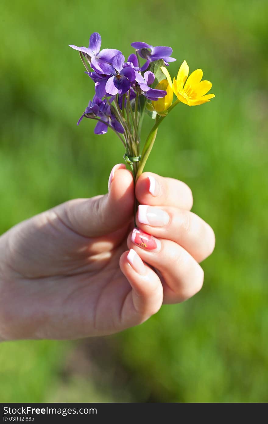 Spring flowers in the hands