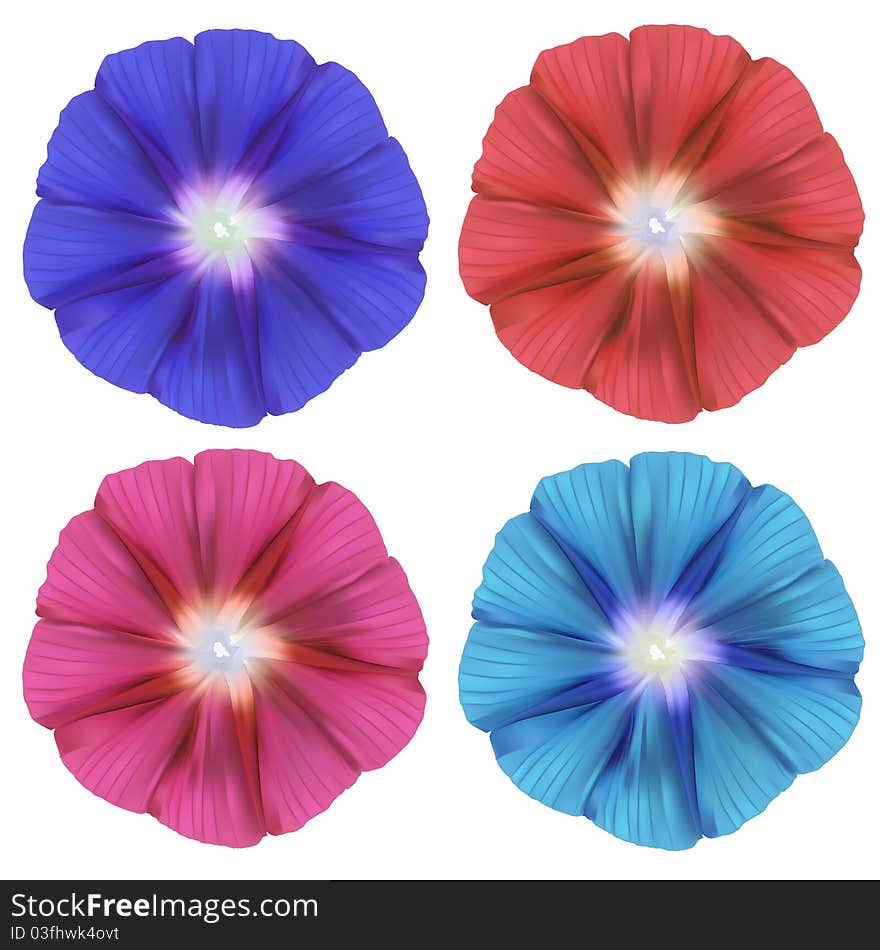 Realistic Convolvulus