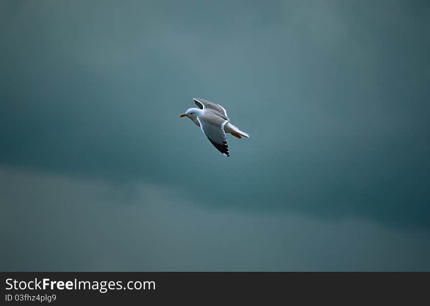 Lonely Seagull fying over the sea storm. Lonely Seagull fying over the sea storm