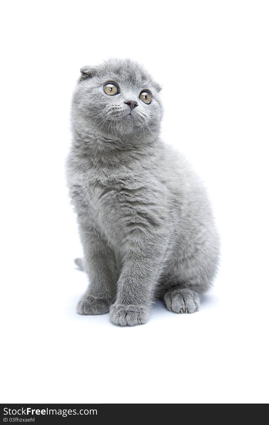 Scottish fold cat kitten, 2 monts on isolated white. Scottish fold cat kitten, 2 monts on isolated white