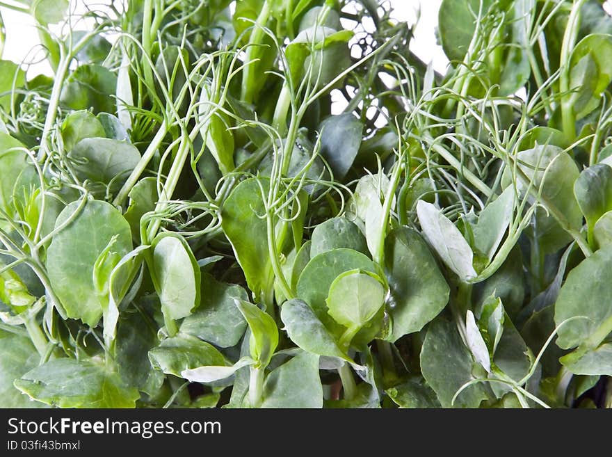 Pea Shoots