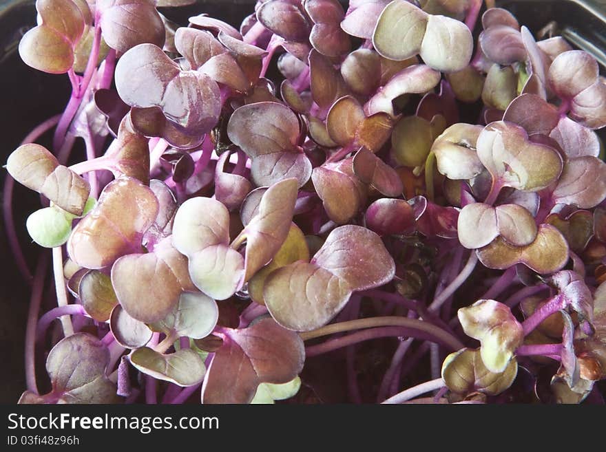 A pot of radish cress shoots used for garnishing