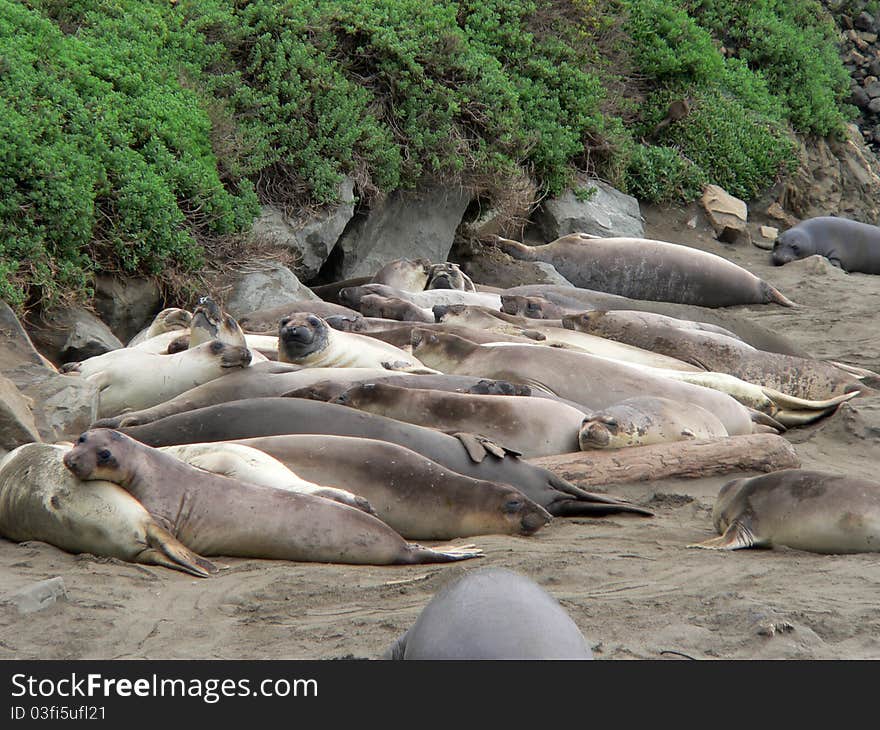 Elephant Seals Near San Simeon