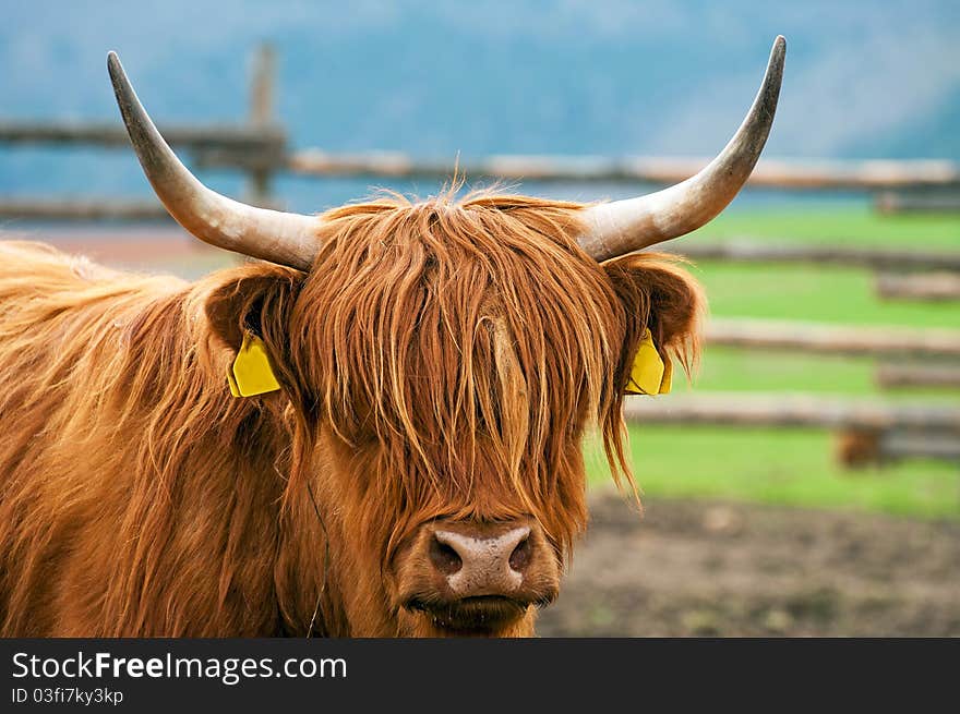 Detail of Highland cattle during the daytime.