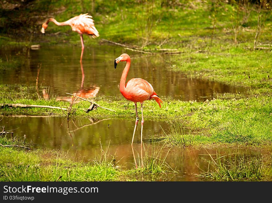 The Caribbean flamingo is also known as the American flamingo. The Caribbean flamingo is also known as the American flamingo