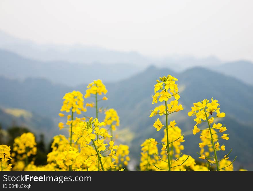 Blossoms with mountains as background. Blossoms with mountains as background