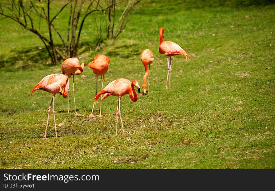 The Caribbean flamingo is also known as the American flamingo. The Caribbean flamingo is also known as the American flamingo