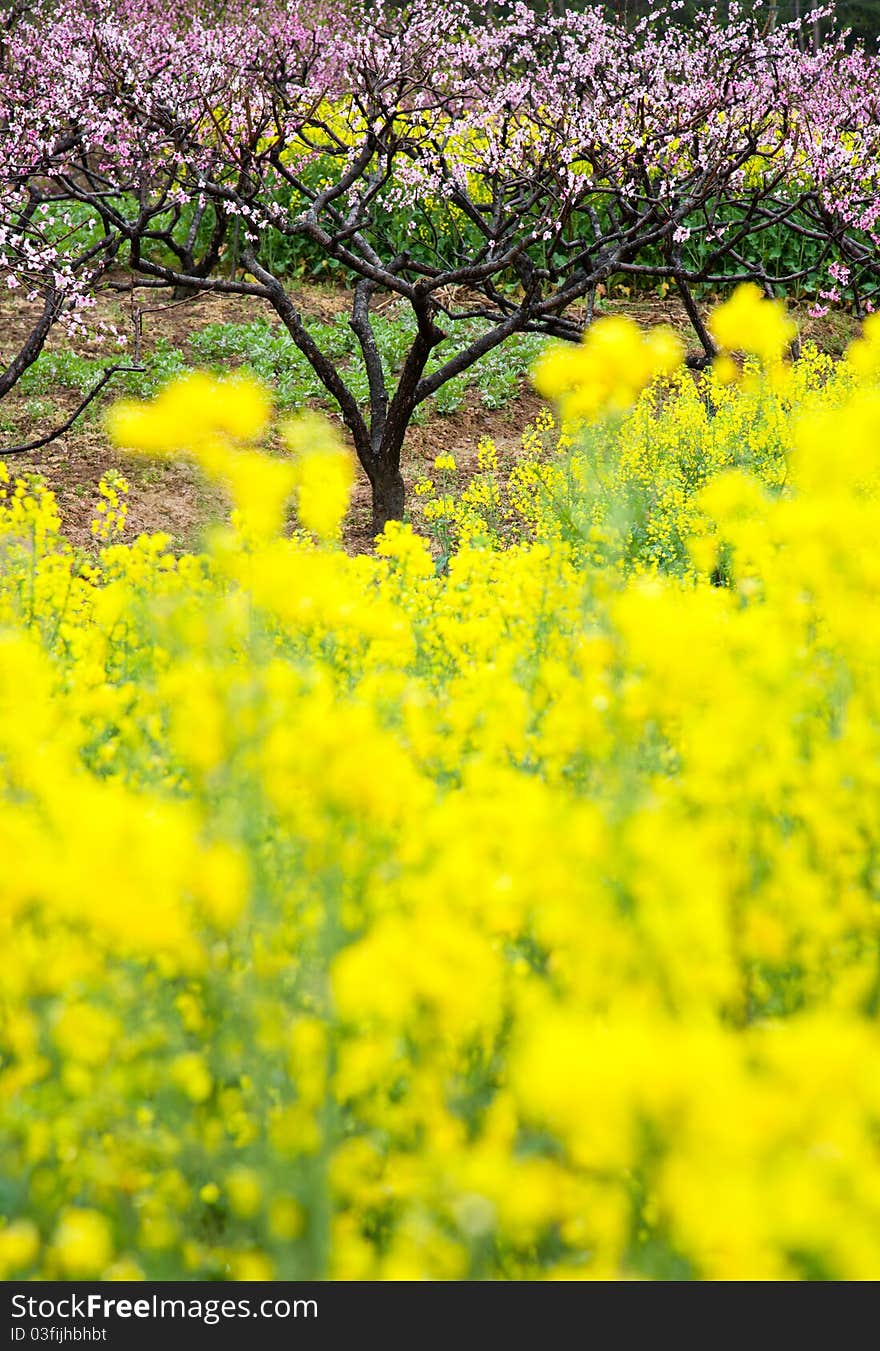 Pink peach flowers with Blooming OilSeed Rape. Pink peach flowers with Blooming OilSeed Rape