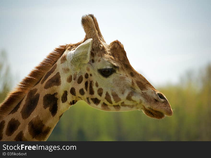 The head and neck of a mature Rothschild giraffe. The head and neck of a mature Rothschild giraffe