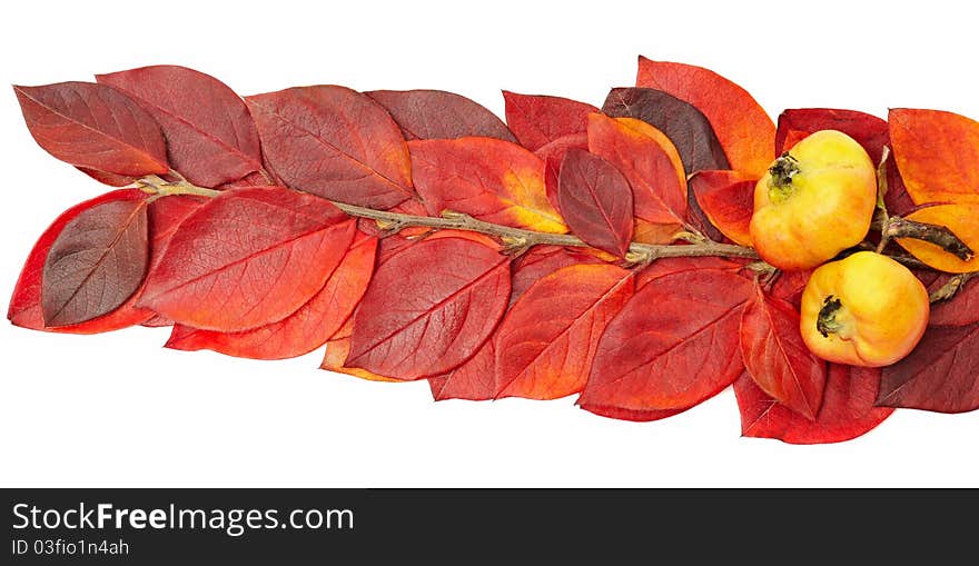 Apples on twig with red leaves, isolated on a white background