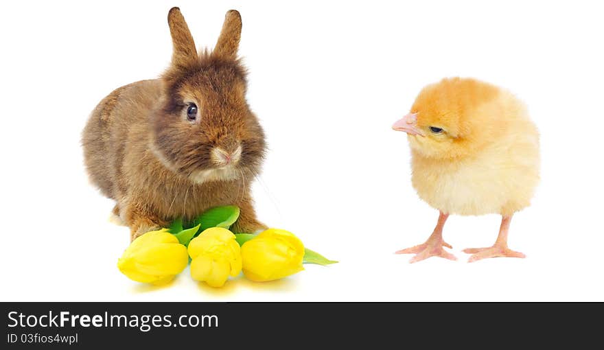 Rabbit with tulips and yellow chicken, isolated on white