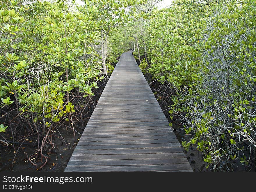 Mangrove Path Way