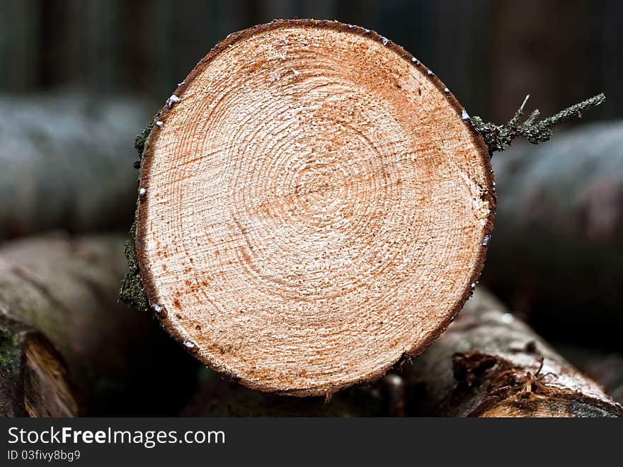 A sawn trunk lies in the wood