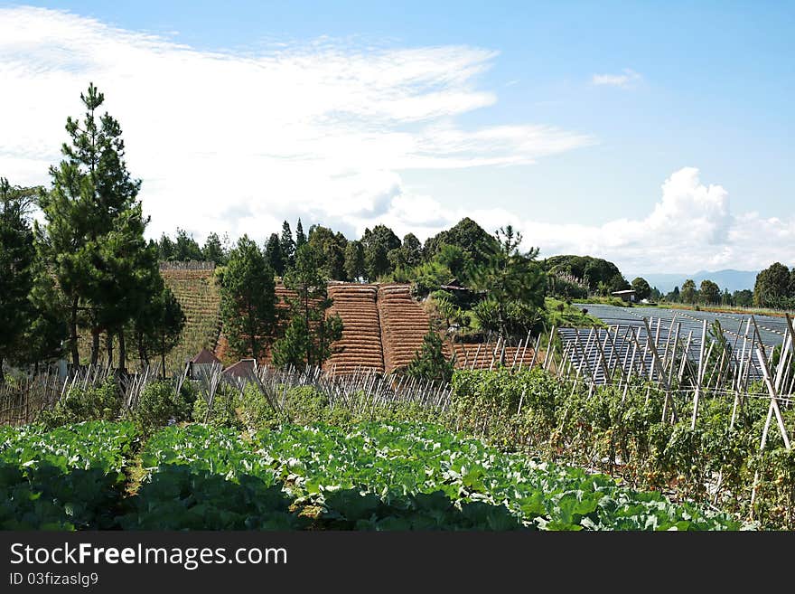 Agricultural land in the mountains with a variety of plants. Agricultural land in the mountains with a variety of plants