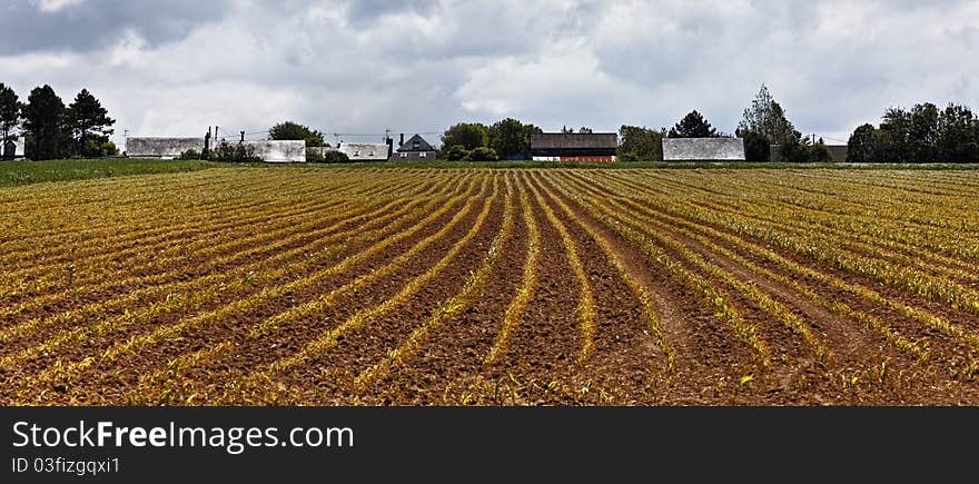 Early spring culture on a field in Upper Normady region in the North of France. Early spring culture on a field in Upper Normady region in the North of France.