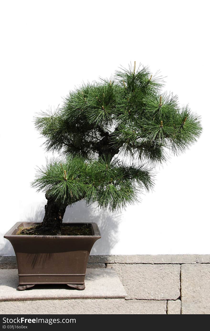 Bonsai tree isolated on a white background