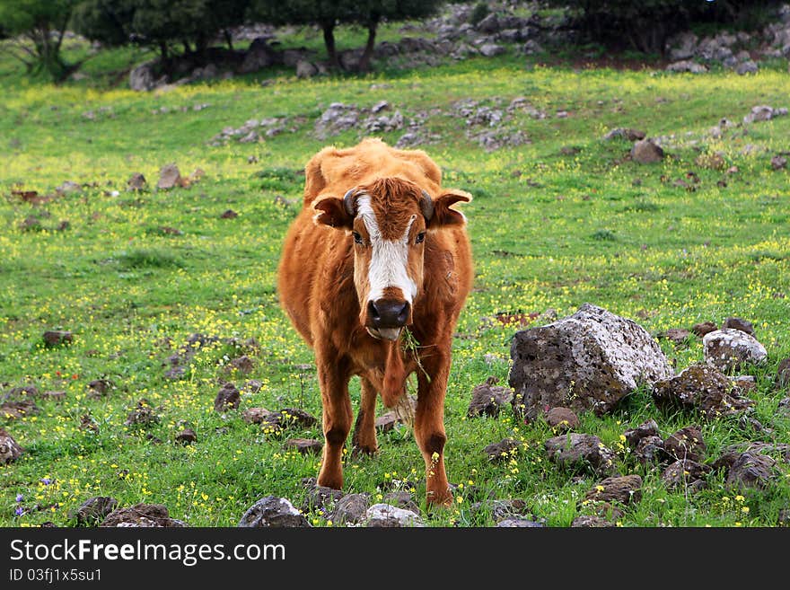 The brown cow on the field eating a grass