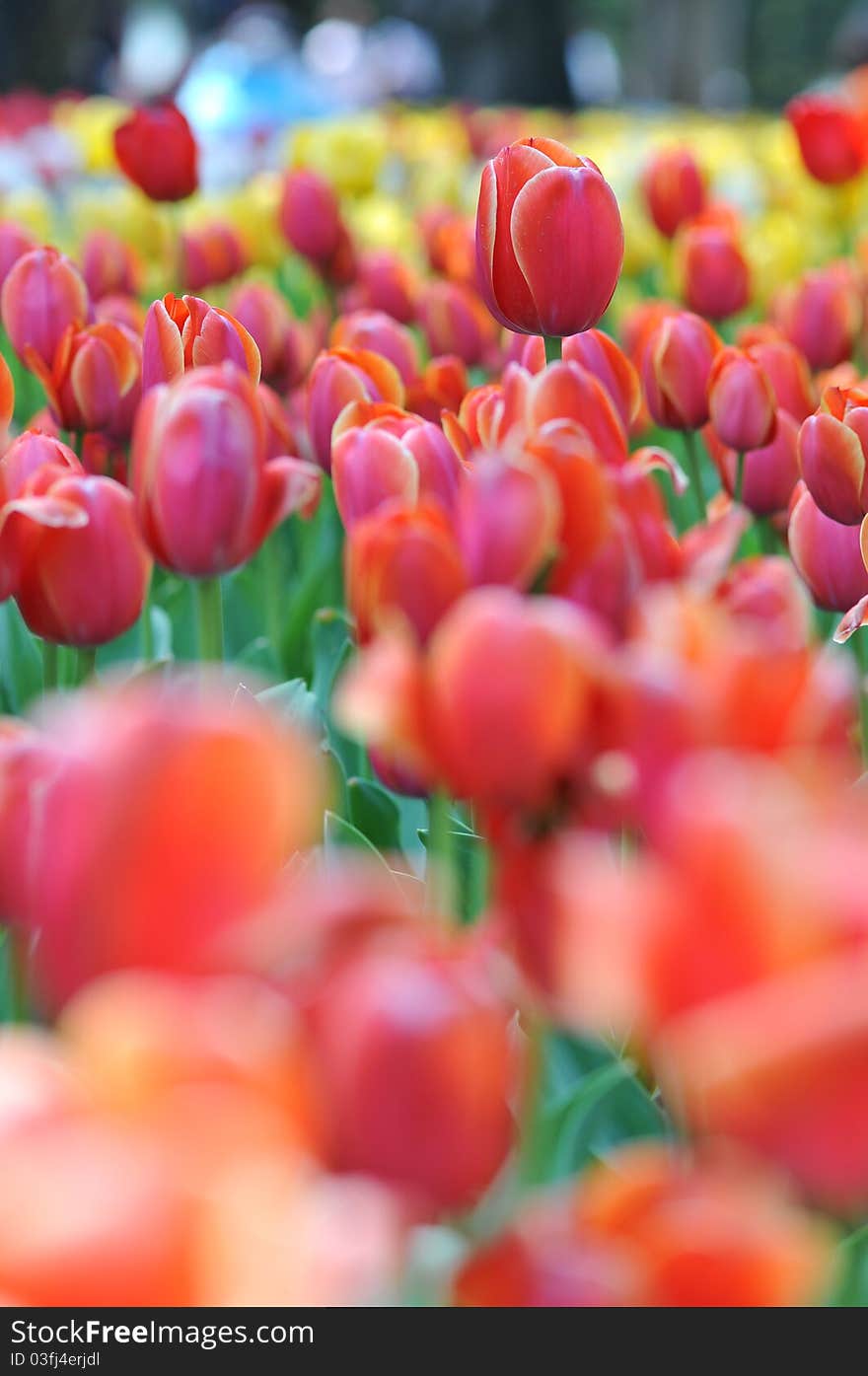 Tulips Field Panorama