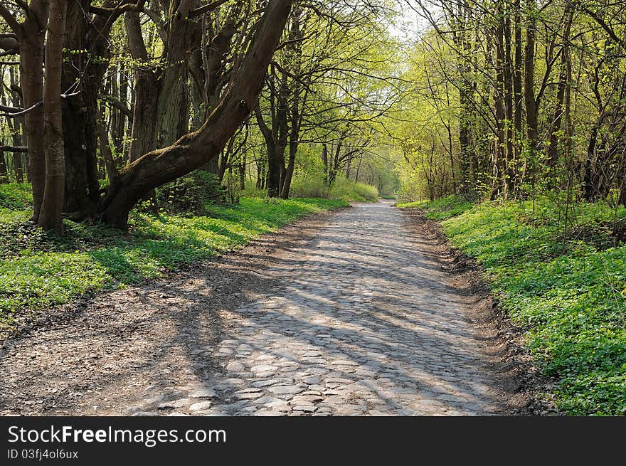 Old Prussian paving through the woods. Old Prussian paving through the woods