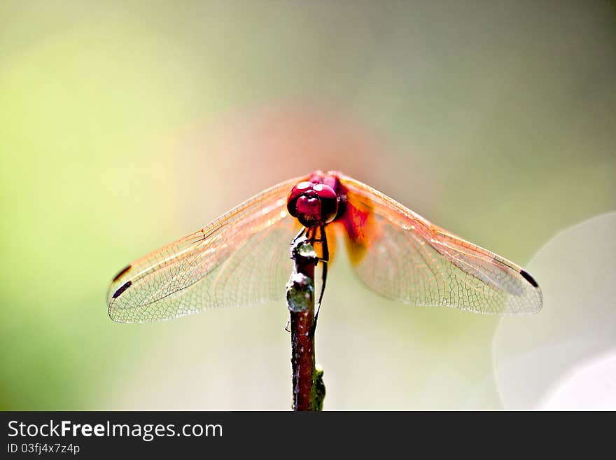 Crimson dropwing a dragonfly