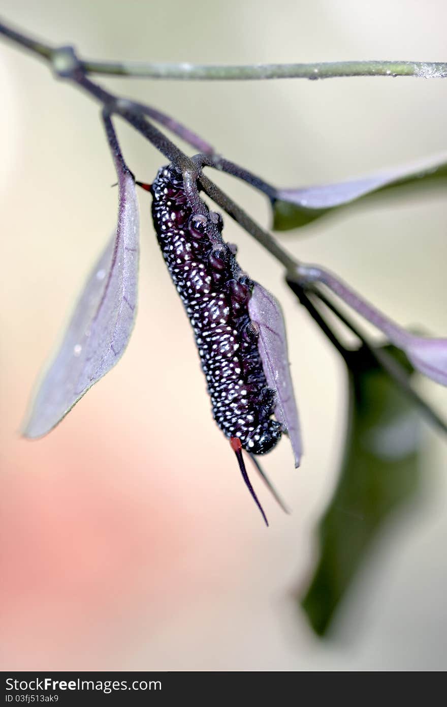 A black butterfly larva on branch