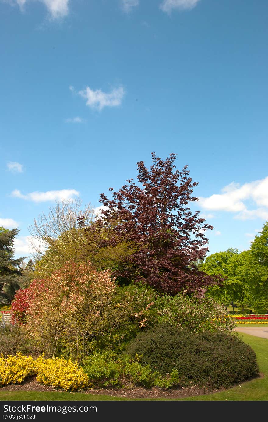 Various Ornamental Bushes and Red and Yellow Tulips ina garden under a blue sky. Various Ornamental Bushes and Red and Yellow Tulips ina garden under a blue sky